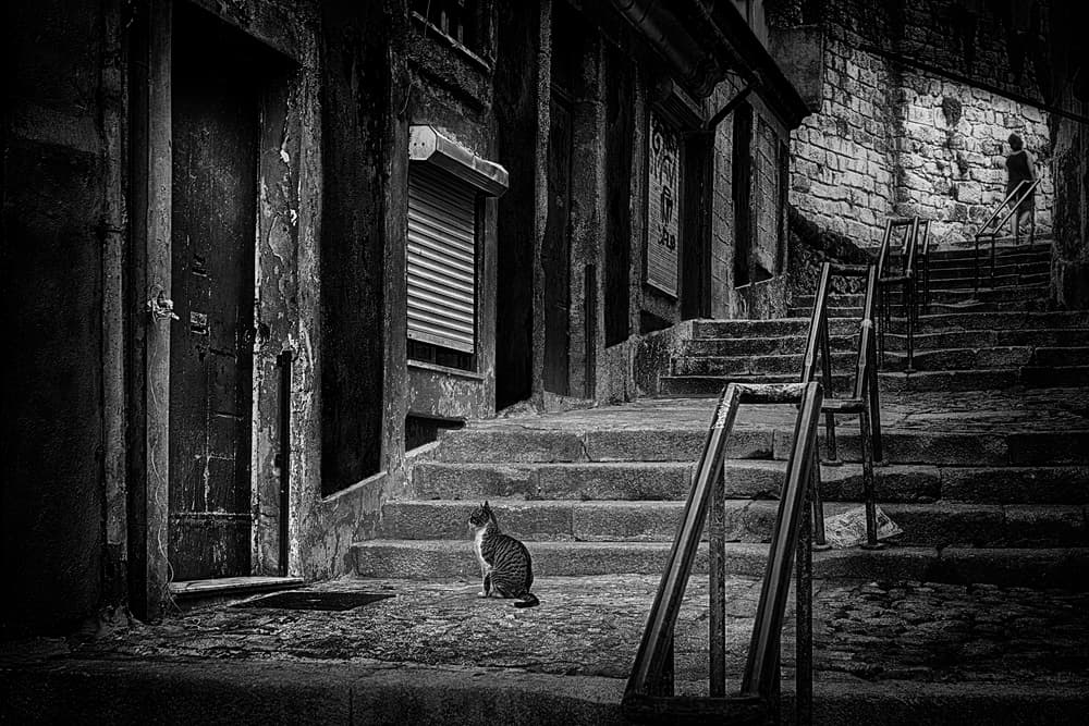 Moody Alley Cat by Paulo Abrantes — canvas wall art