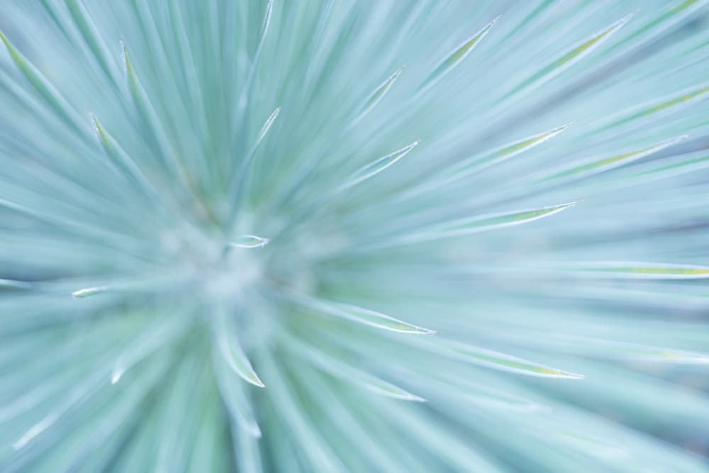 Soft Spikes by Stefan Hefele — canvas wall art