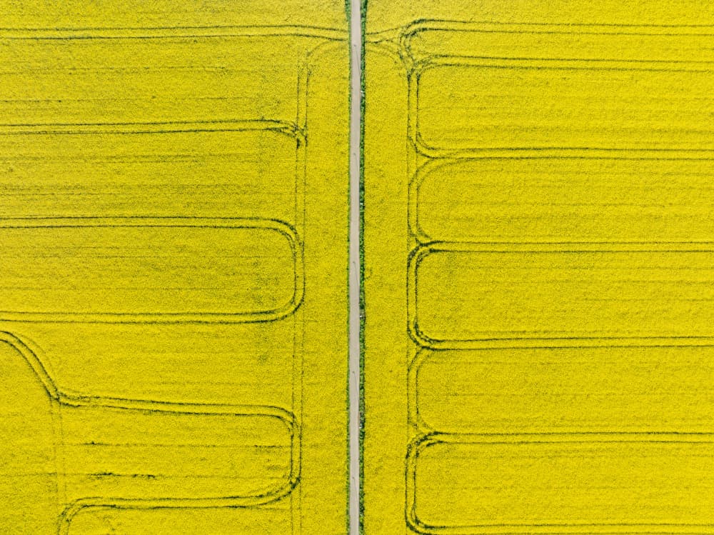 Vibrant Yellow Field Patterns by Azim Khan Ronnie — canvas wall art
