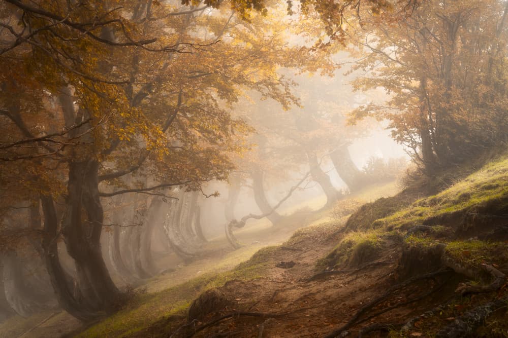 Misty Autumn Forest Path by Roberto Marchegiani — canvas wall art