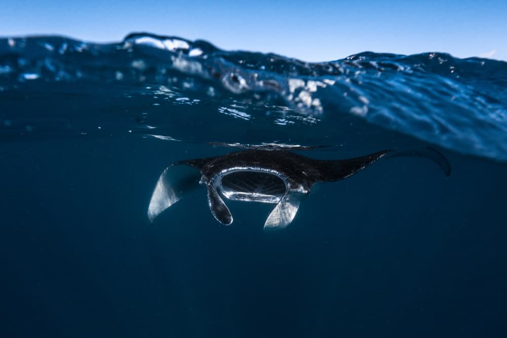 Graceful Manta Ray Swim by Barathieu Gabriel — canvas wall art