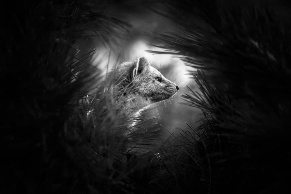 Watchful Wild Fox by Steven Zhou — canvas wall art