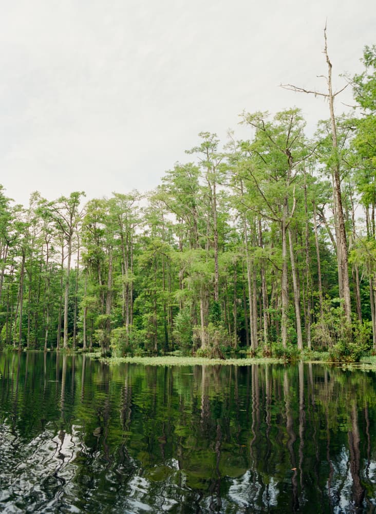 Cypress Swamp Reflections by Bethany Young — canvas wall art