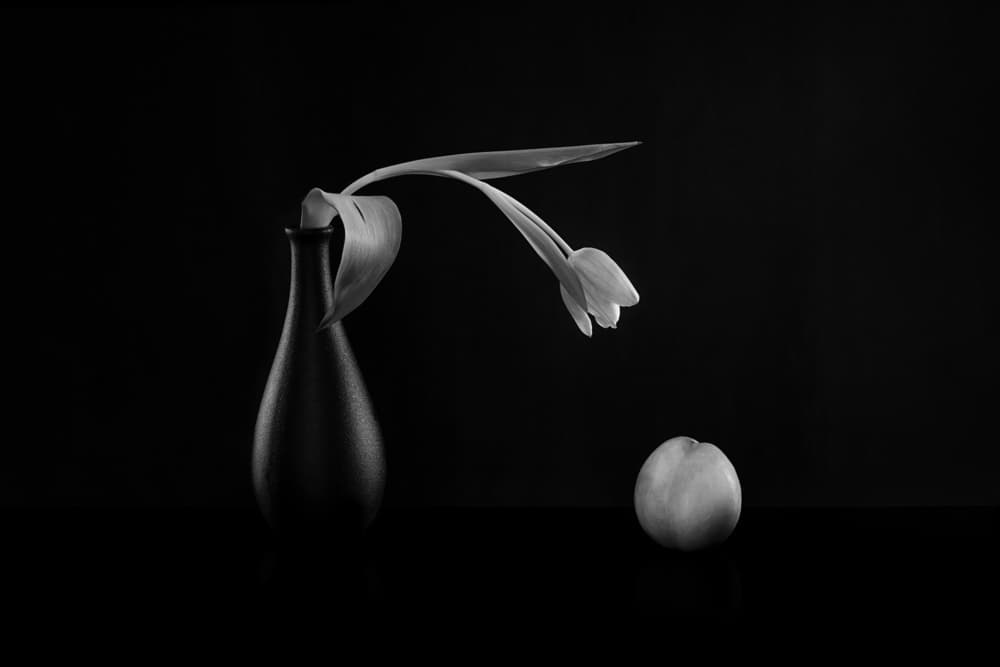 Dark Tulip Still Life by Siyu_Wei APA — canvas wall art