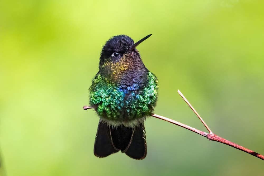 **Emerald Hummingbird Perched** by Siyu_Wei APA — canvas wall art