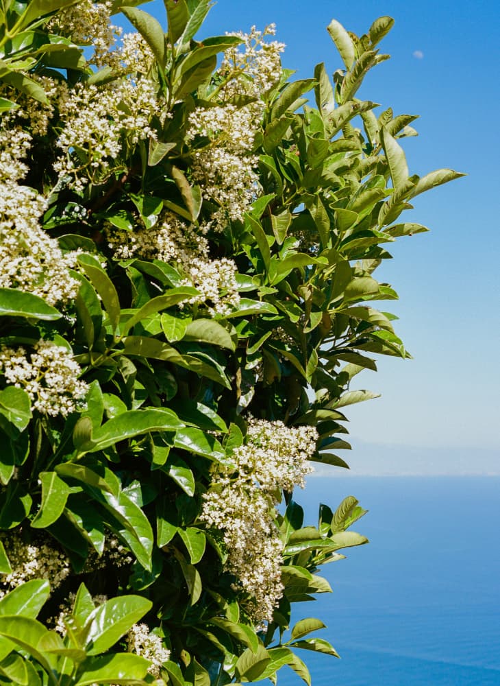 Flowering Bush Ocean View by Bethany Young — canvas wall art