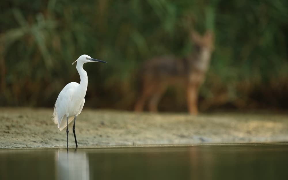 White Egret Golden Jackal by Assaf Gavra — canvas wall art