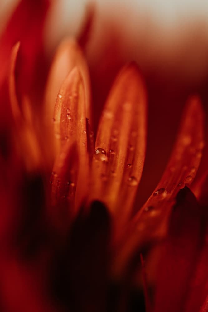 Vibrant Red Petals by Javier Pardina — canvas wall art