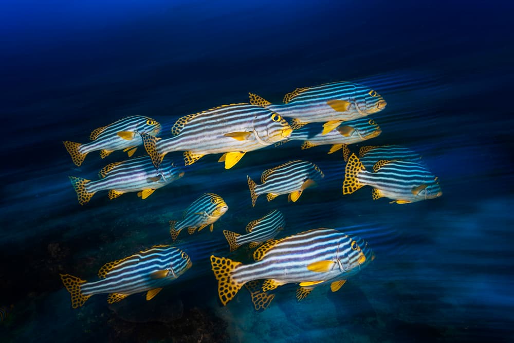 School of Striped Fish by Barathieu Gabriel — canvas wall art