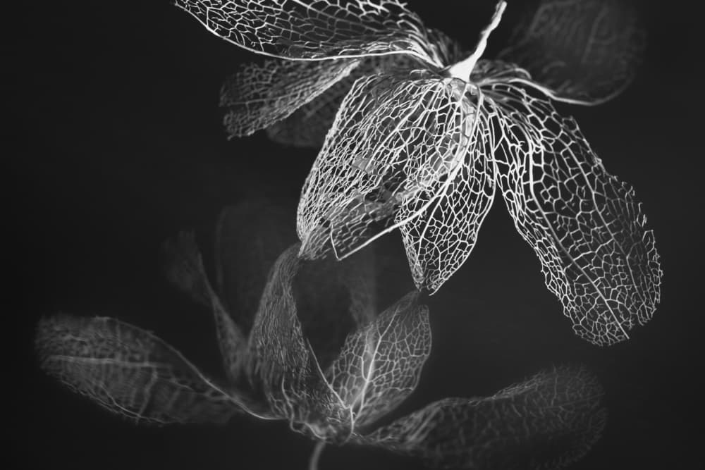Delicate Skeleton Leaf by Shihya Kowatari — canvas wall art