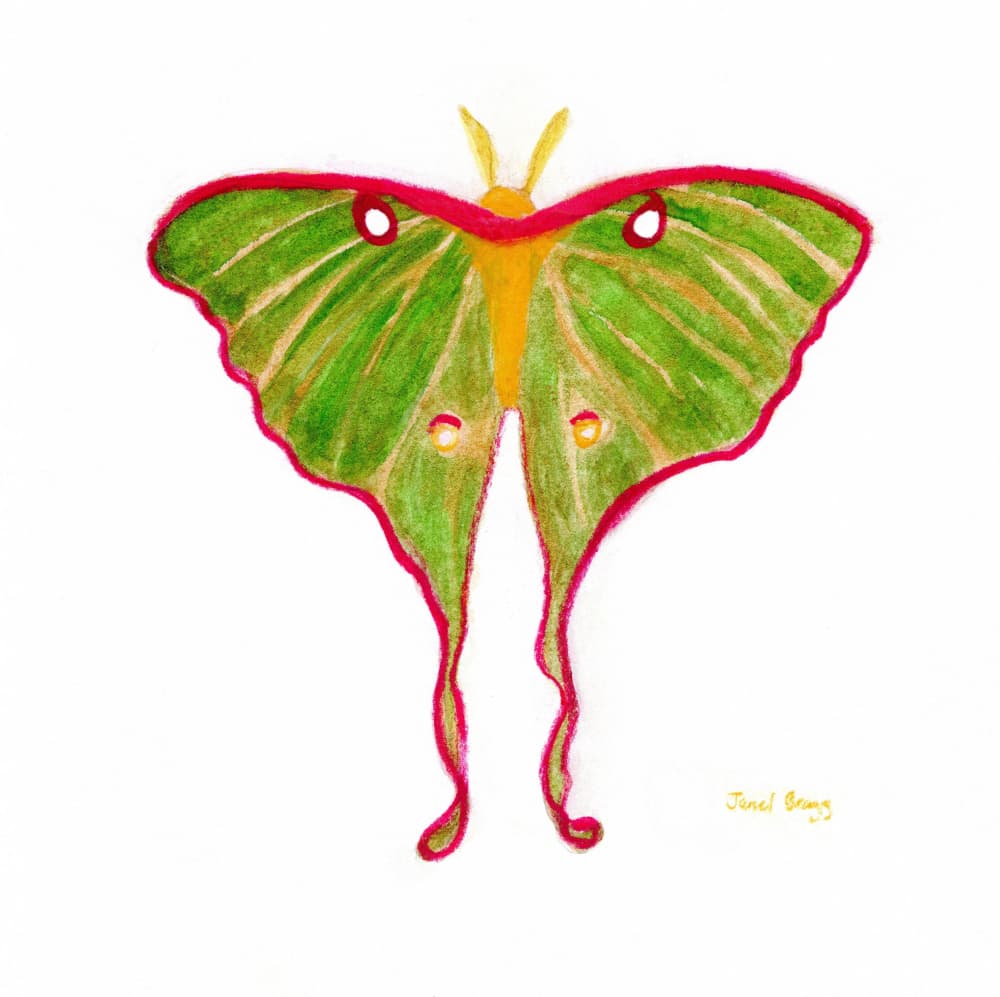 Green Luna Moth by Janel Bragg — canvas wall art