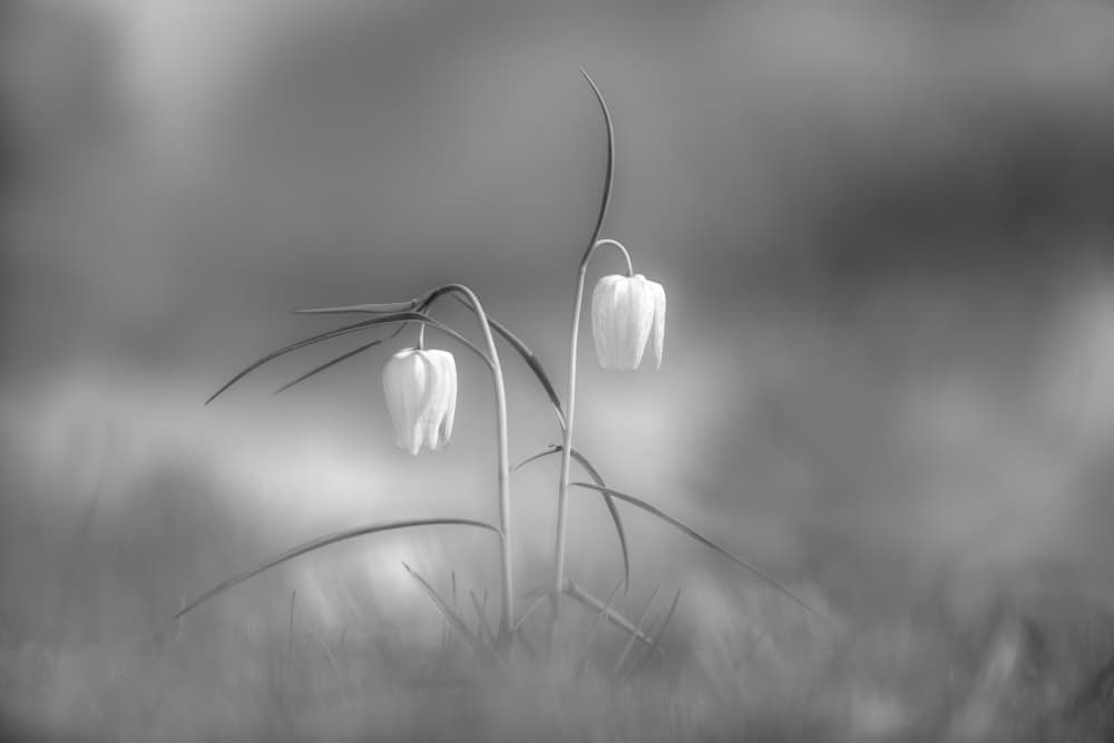 Delicate White Blooms by Penny Myles — canvas wall art