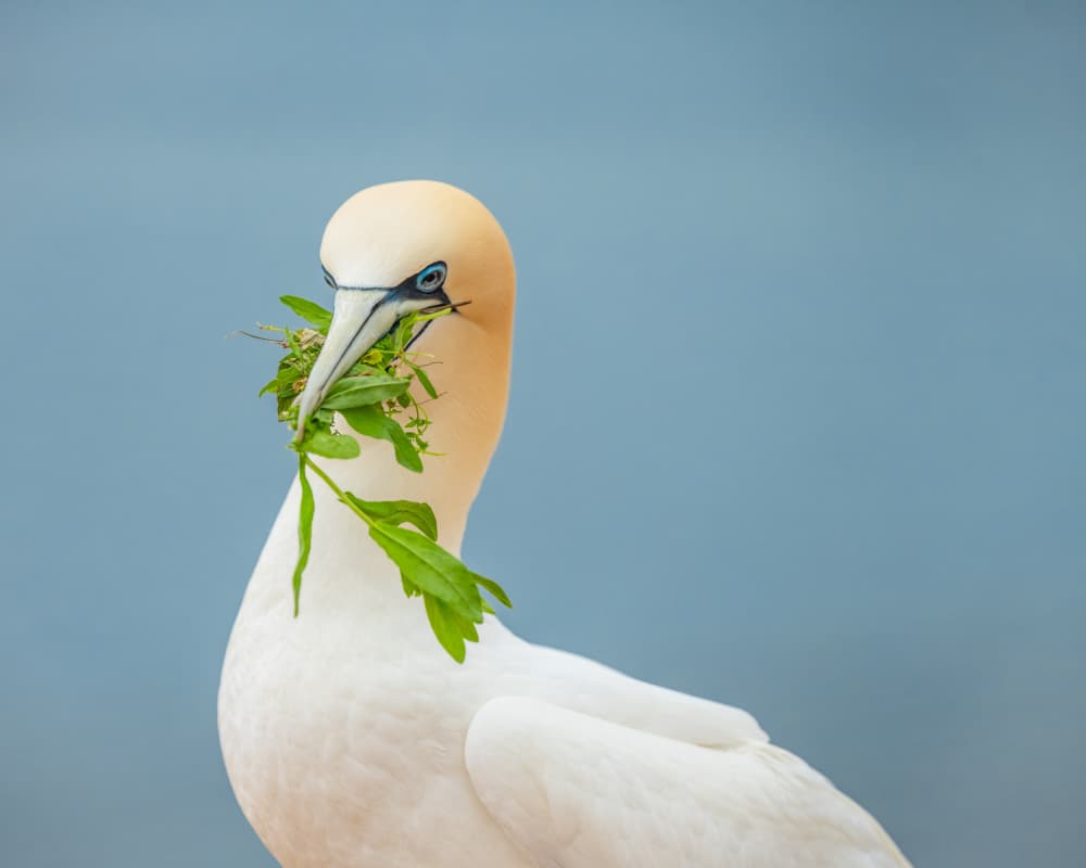 Gannet with Nesting Greens by Ulrike Eisenmann — canvas wall art