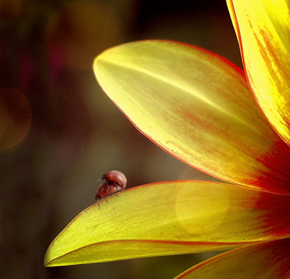 Love on a Petal by Anna Cseresnjes — canvas wall art