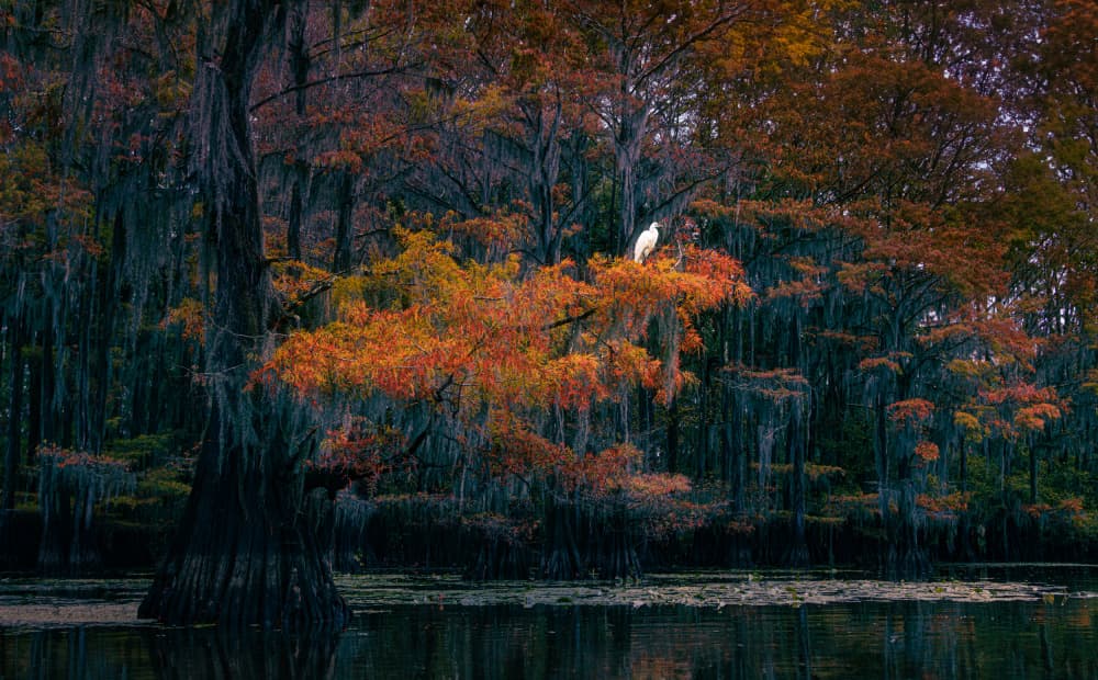 Egret in Autumn Swamp by Yanny Liu — canvas wall art