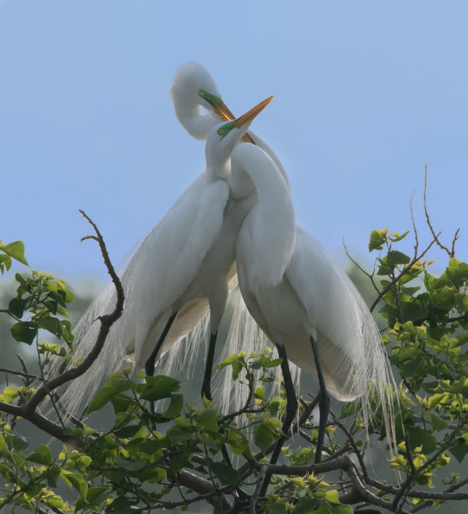 Graceful Egrets Interacting by Cheng Chang — canvas wall art