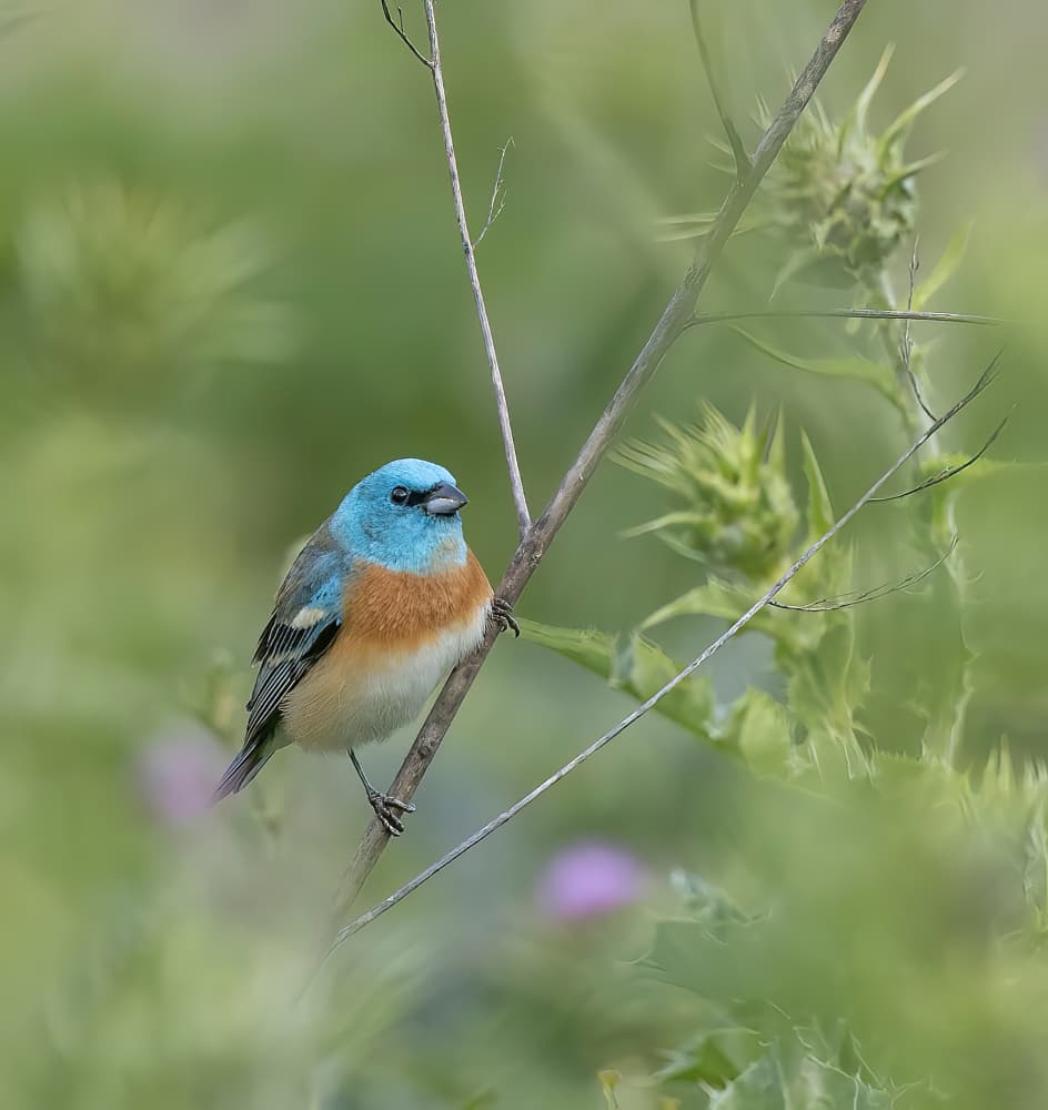 Vibrant Blue Bird by Judy Tseng — canvas wall art
