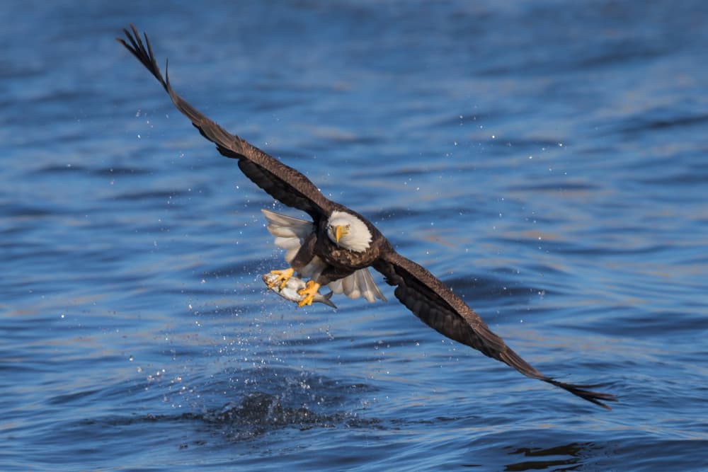 Bald Eagle Takes Fish by Jun Zuo — canvas wall art