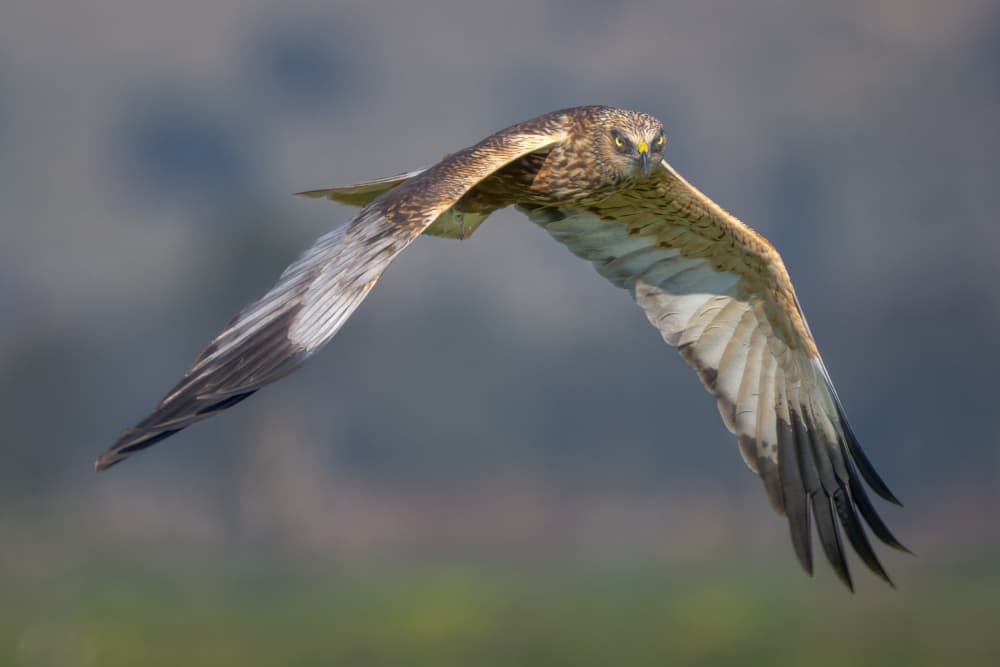 Intense Harrier Flight by Arie Burla — canvas wall art