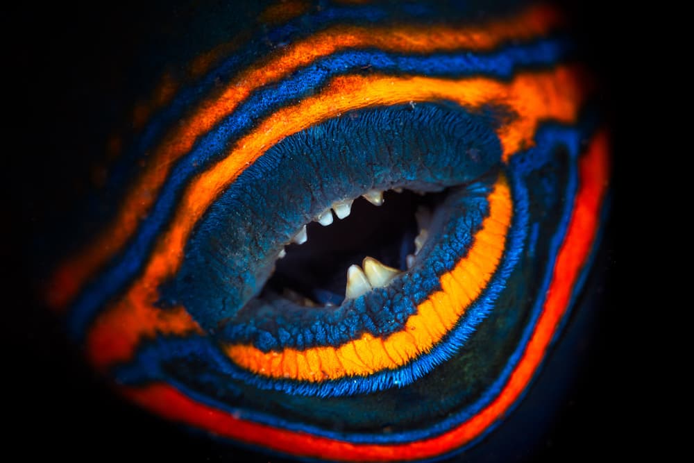 Striking Fish Mouth by Barathieu Gabriel — canvas wall art