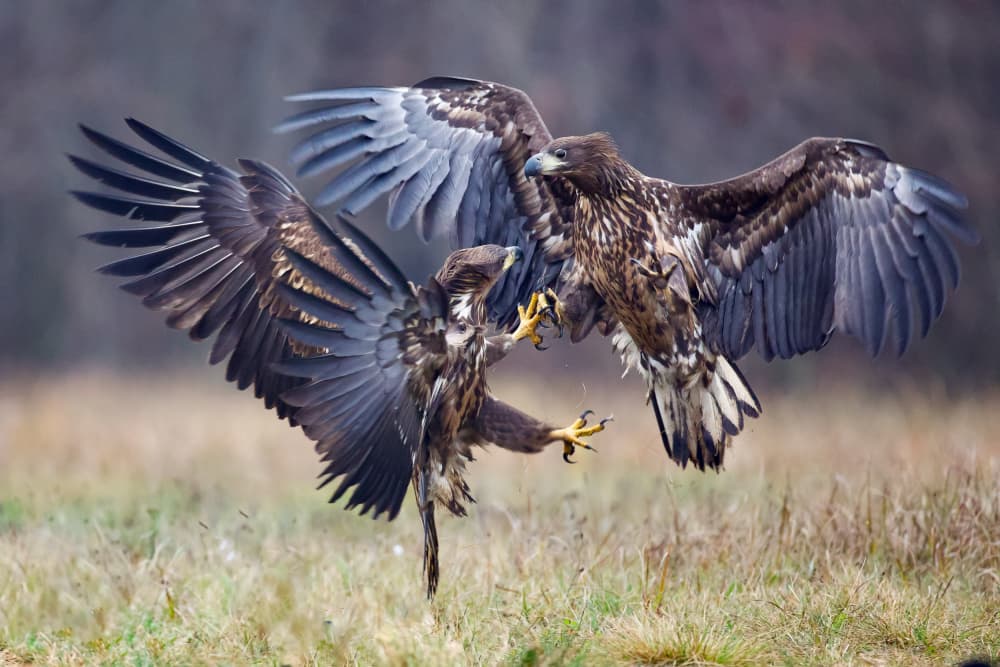 Two Eagles Midair Battle by David Manusevich — canvas wall art