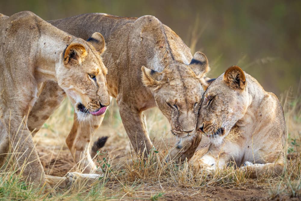 Three Lionesses Bonding by Jeffrey C. Sink — canvas wall art