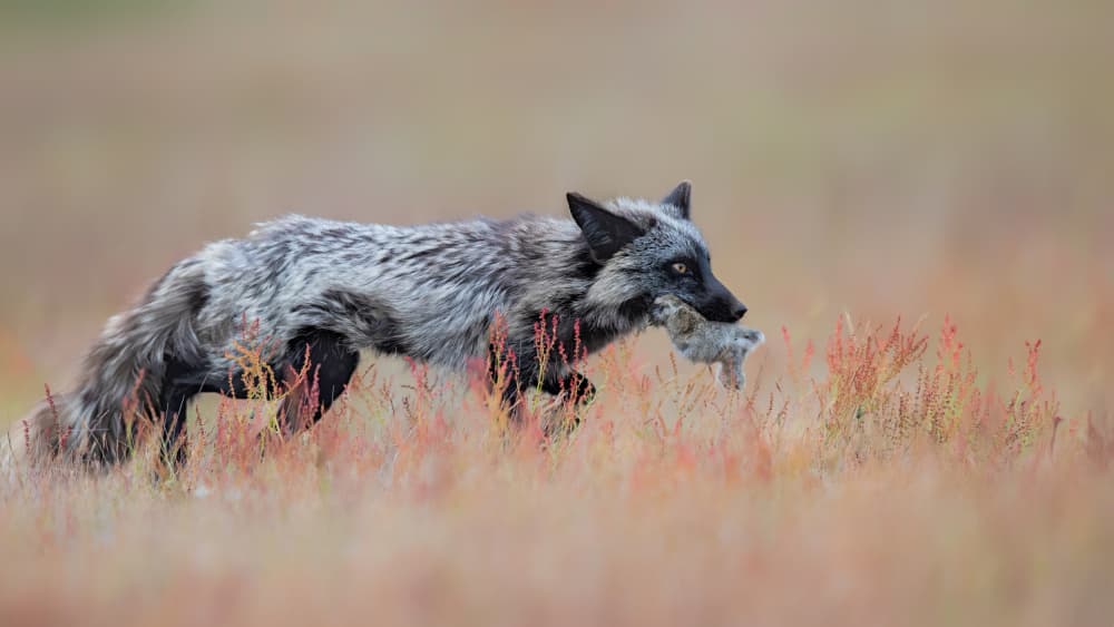Running Silver Fox by Jun Zuo — canvas wall art