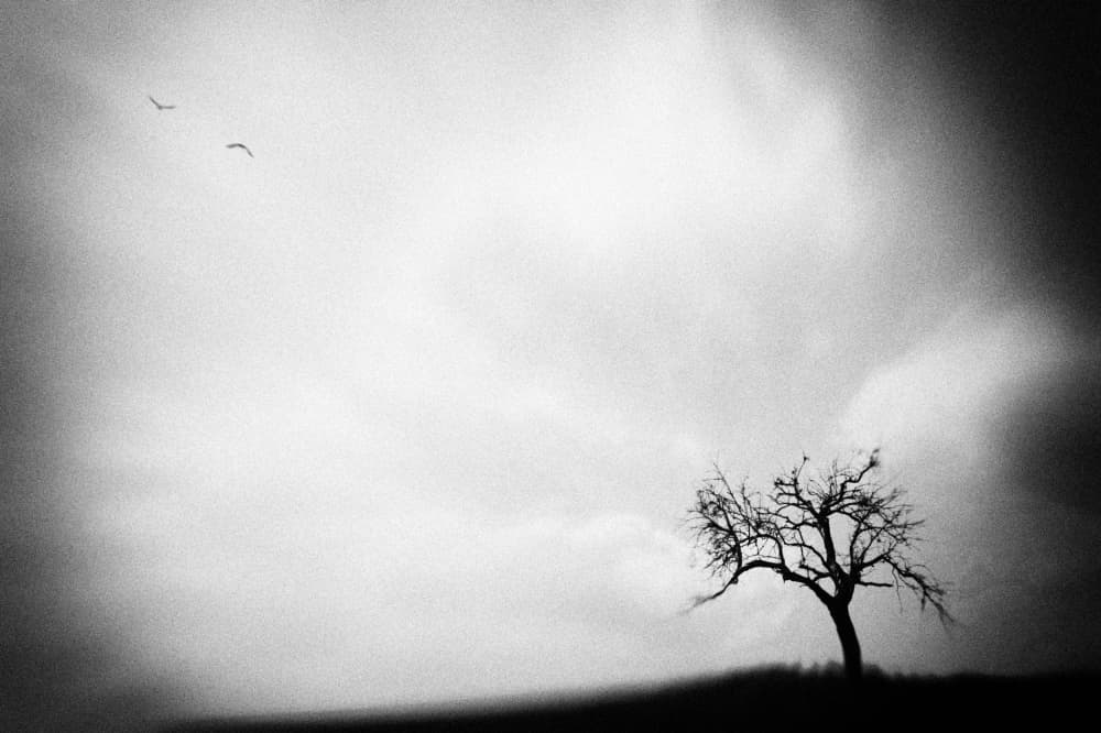 Lone Tree Dark Sky by Holger Droste — canvas wall art