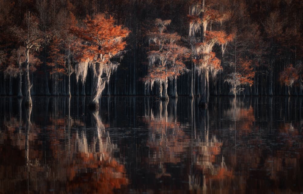 Autumn Cypress Reflections by Alexandr Kukrinov — canvas wall art