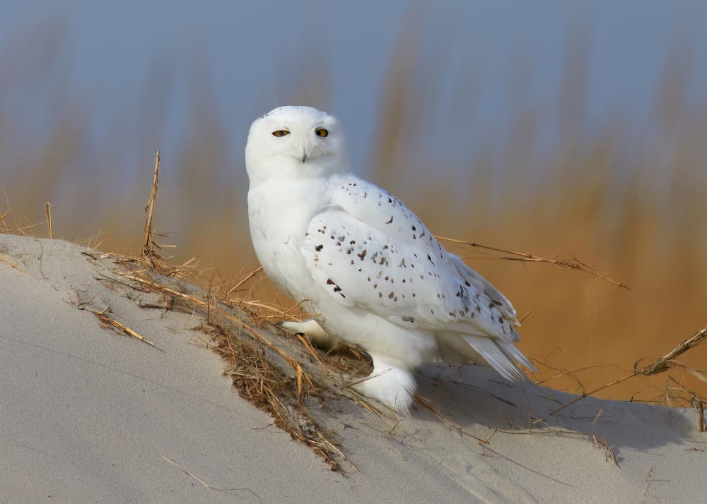 Watchful Snowy Owl by Johnny Chen — canvas wall art