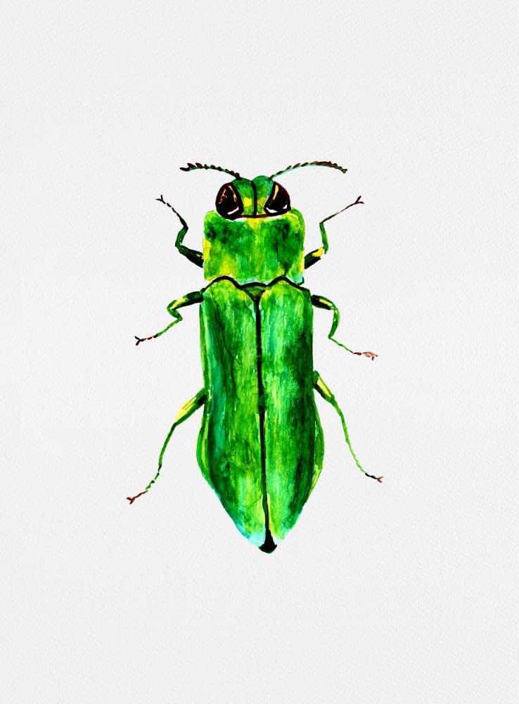Vibrant Green Beetle by Kata Botanical — canvas wall art