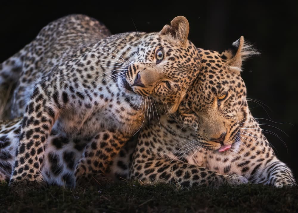 Affectionate Leopards by Faisal ALnomas — canvas wall art