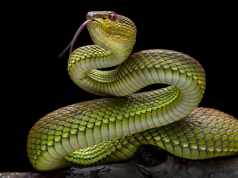 Vibrant Green Viper by Fauzan Maududdin — canvas wall art