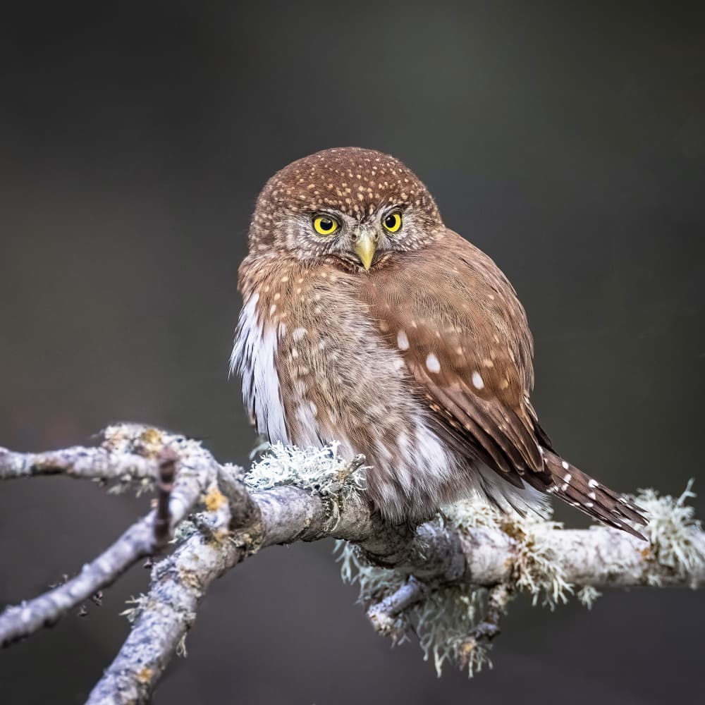 Watchful Forest Owl by Taksing (吉星高照) — canvas wall art