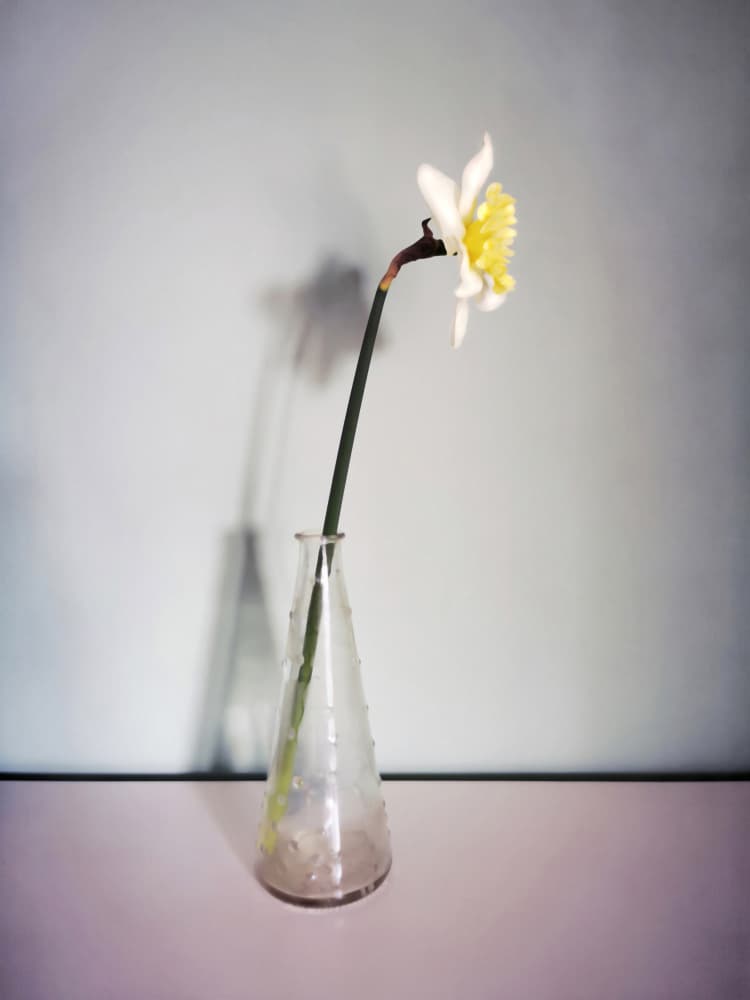 Fresh Spring Daffodil by Angelo Cerantola — canvas wall art