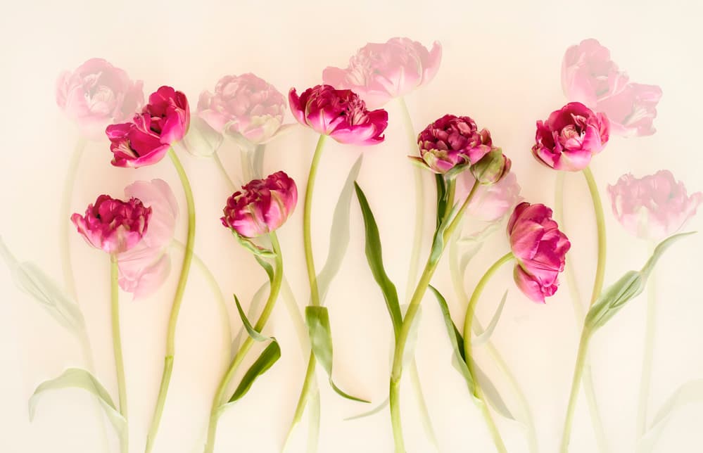 Dreamy Pink Tulips by Ellen van Deelen — canvas wall art