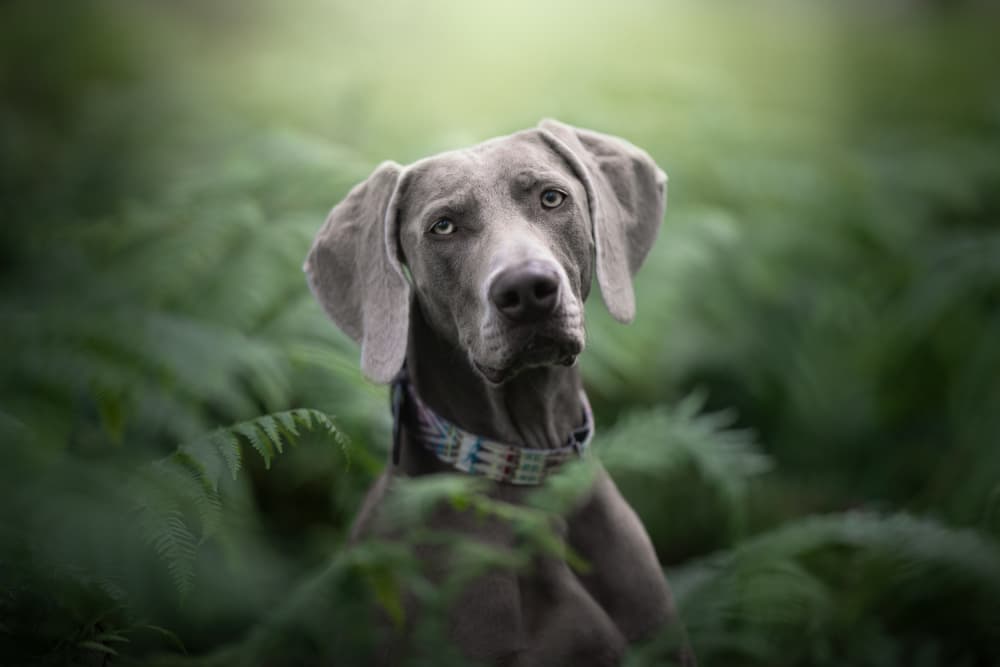 Weimaraner in Ferns by Alfonso maseda varela — canvas wall art