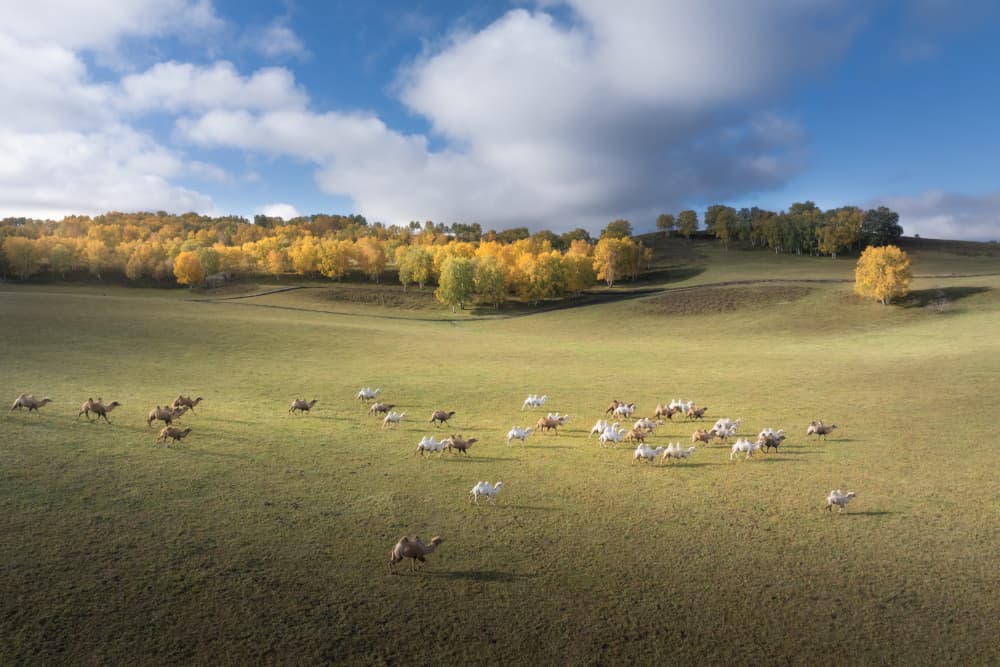 Running Camels Autumn Hills by Simoon — canvas wall art