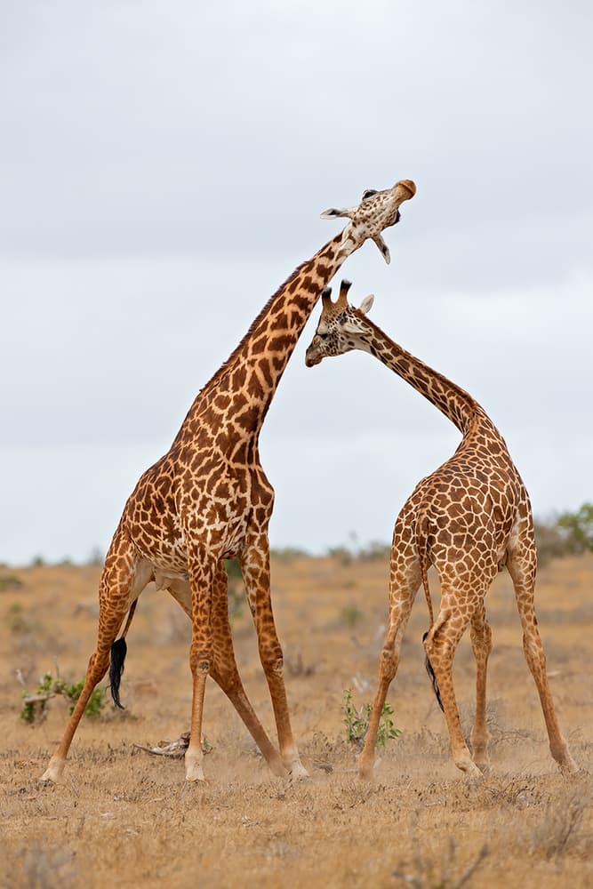 African Giraffe Combat by Marco Pozzi — canvas wall art