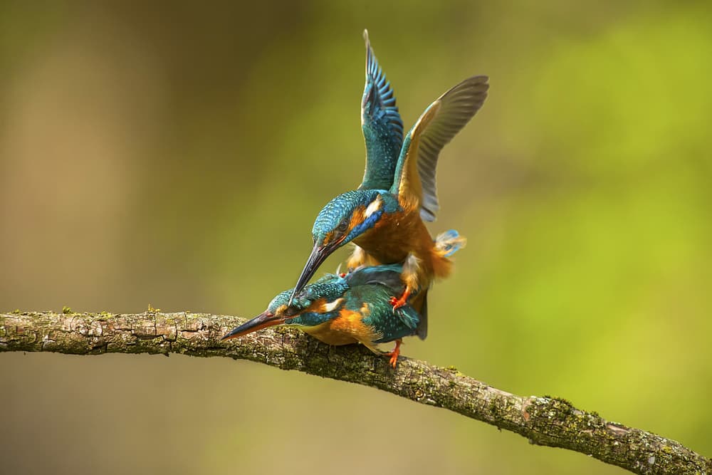 Kingfishers Mating on Branch by Marco Redaelli — canvas wall art