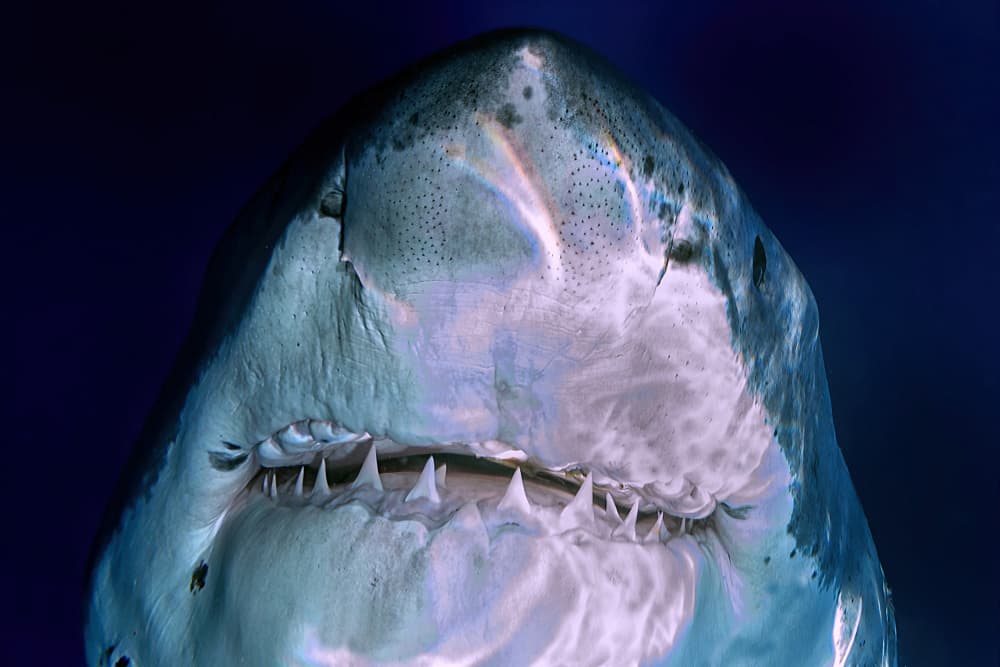 Apex Ocean Predator by Andrea Izzotti — canvas wall art