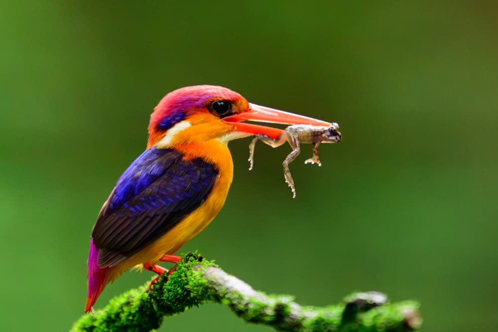 Vibrant Kingfisher Hunt by Som Prasad — canvas wall art