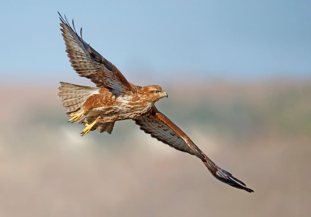 Majestic Hawk Soaring by Shlomo Waldmann — canvas wall art