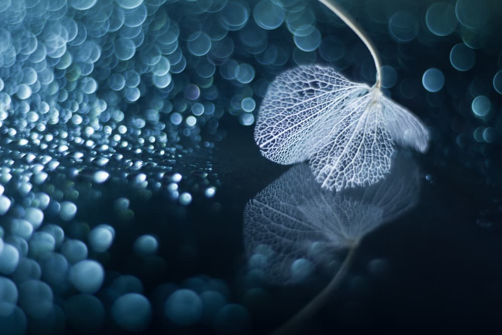 Ethereal Leaf Skeleton by Shihya Kowatari — canvas wall art