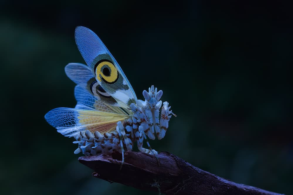 Orchid Mantis Eye Spot by Jimmy Hoffman — canvas wall art