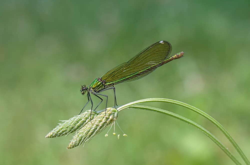 Delicate Green Damselfly by Fabrizio Daminelli — canvas wall art