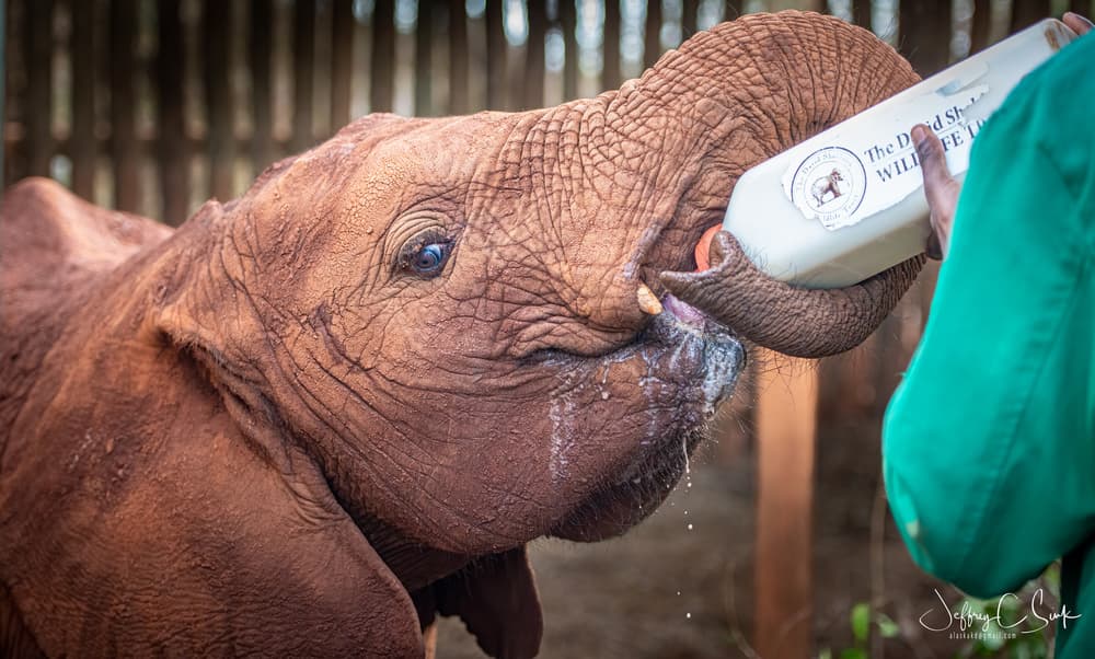 Baby Elephant Feeding Time by Jeffrey C. Sink — canvas wall art