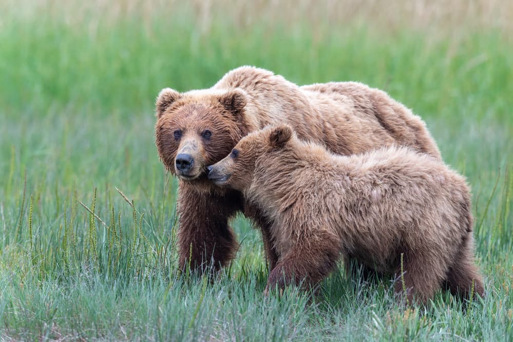Mama Bear and Cub by Jeffrey C. Sink — canvas wall art