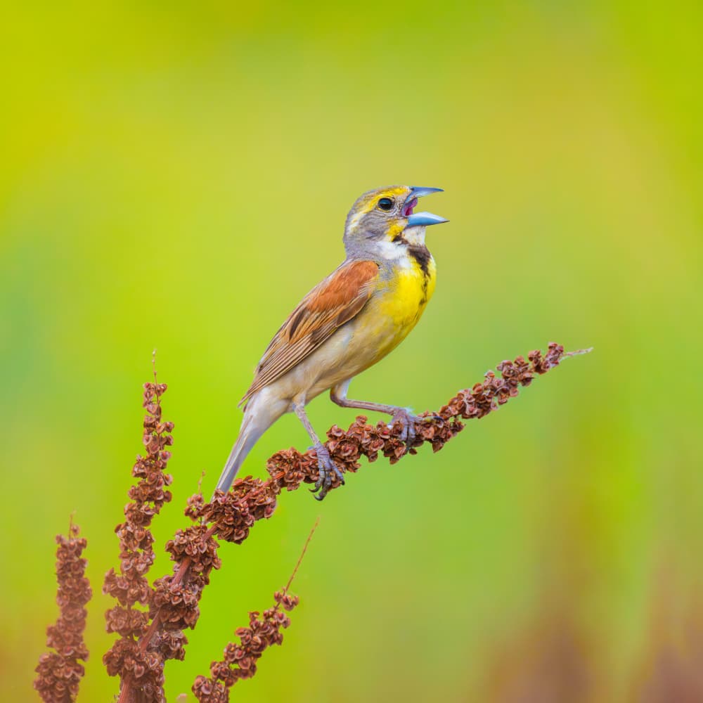 Vibrant Songbird Calling by Mike He — canvas wall art