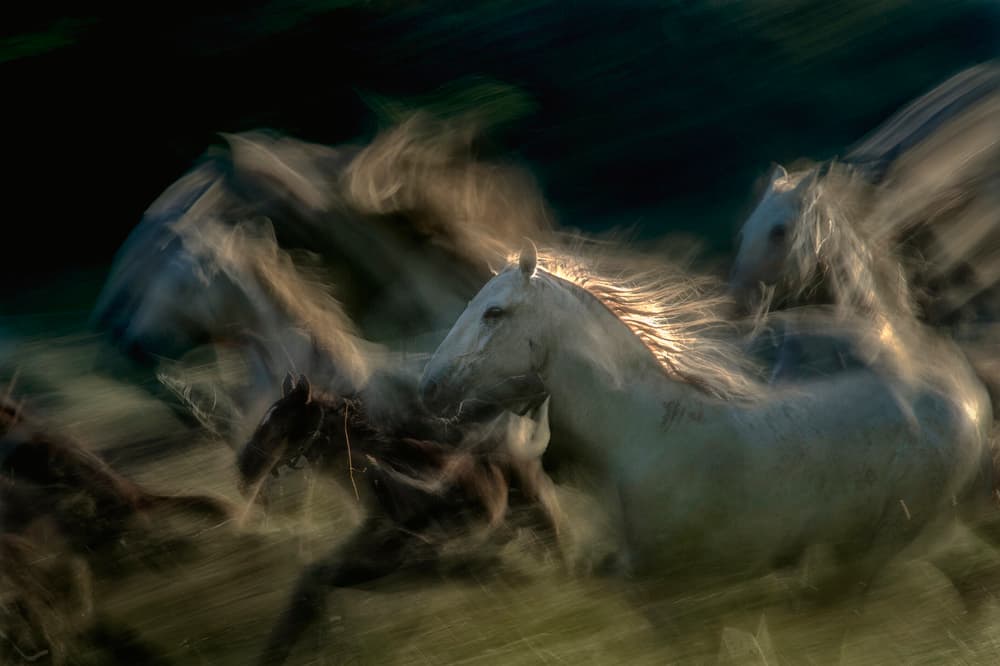 Wild Horses Running by Milan Malovrh — canvas wall art